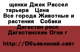 щенки Джек Рассел терьера › Цена ­ 27 000 - Все города Животные и растения » Собаки   . Дагестан респ.,Дагестанские Огни г.